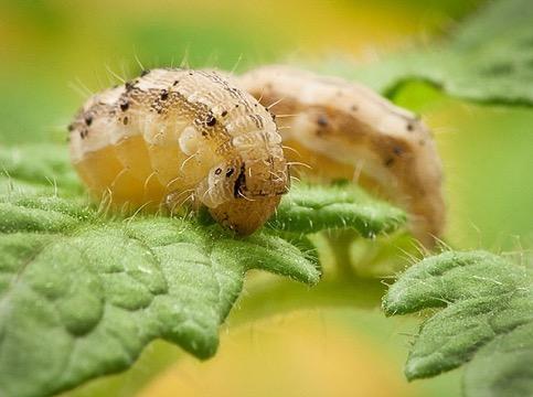 Tomato Fruit Worm [IMAGE] | EurekAlert! Science News Releases