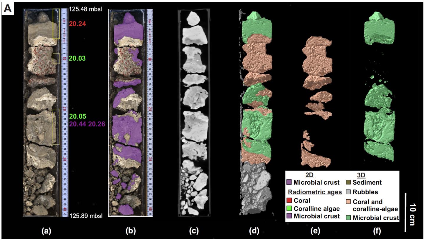 Core samples from the Great Barrier Reef