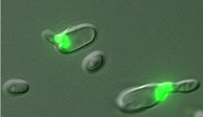 Meiosis and Mating