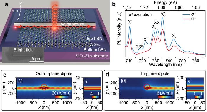 Contrast exciton-photon coupling of various excitons in WSe₂