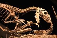 <i>Allosaurus</i> Image (2 of 2)