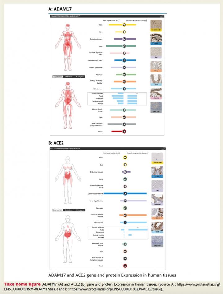 Men's Blood Contains Greater Concentrations of Enzyme that Helps COVID-19 Infect Cells