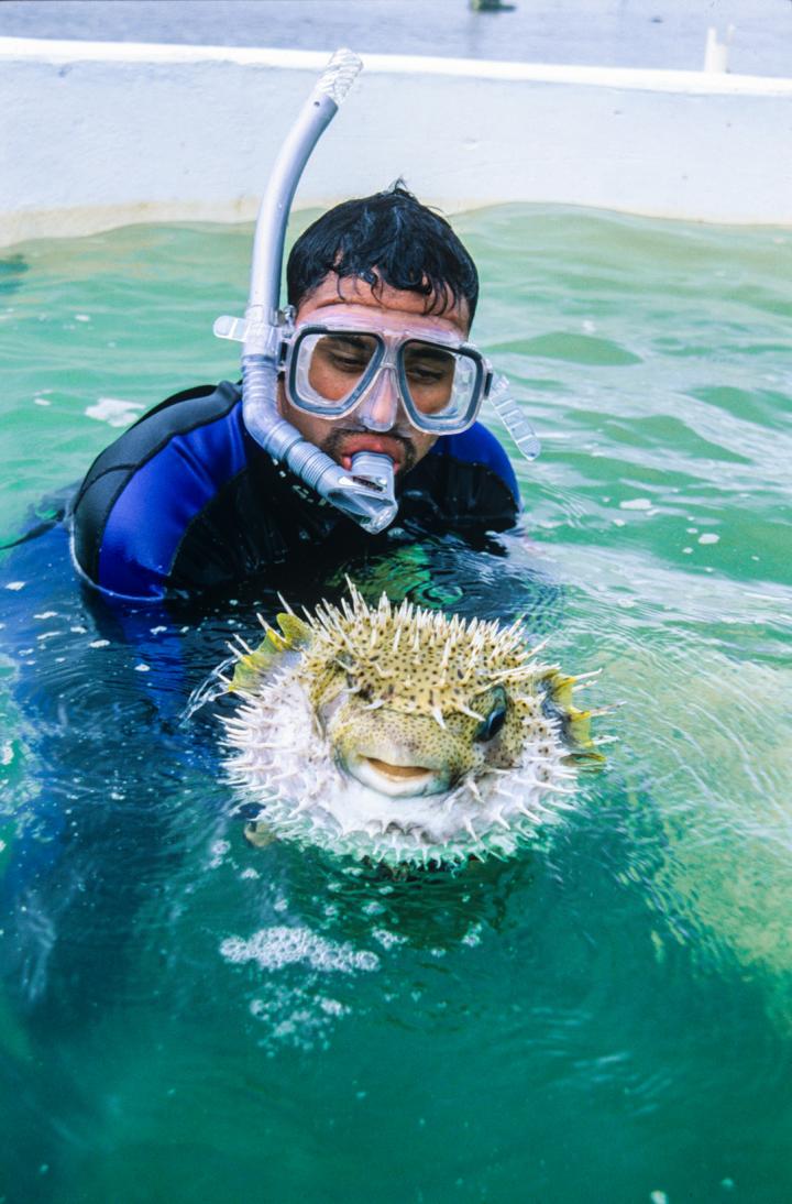 Porcupine Fish Galeta
