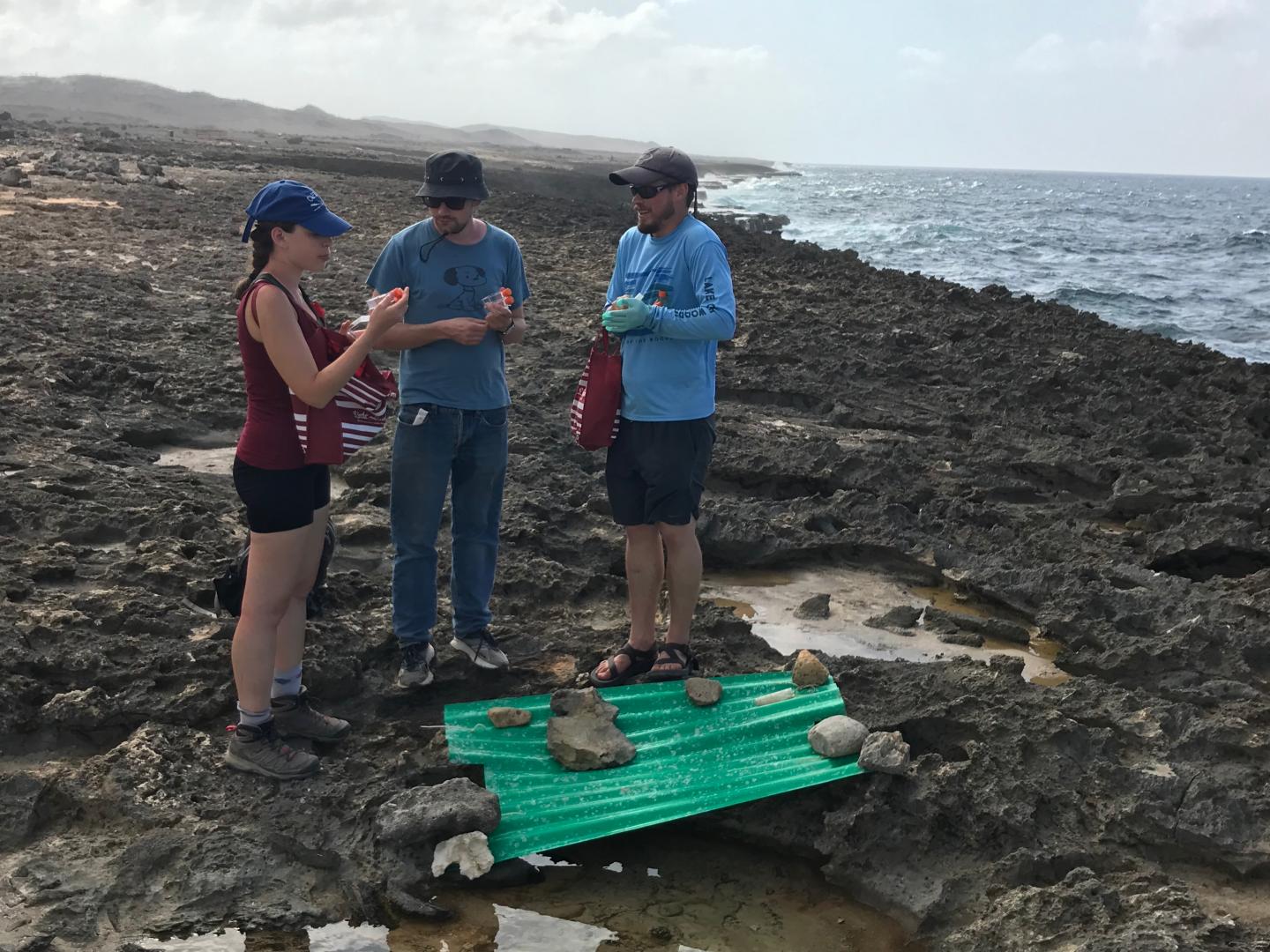 Researchers Collect Choanoflagellates