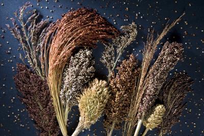 Sorghum Diversity