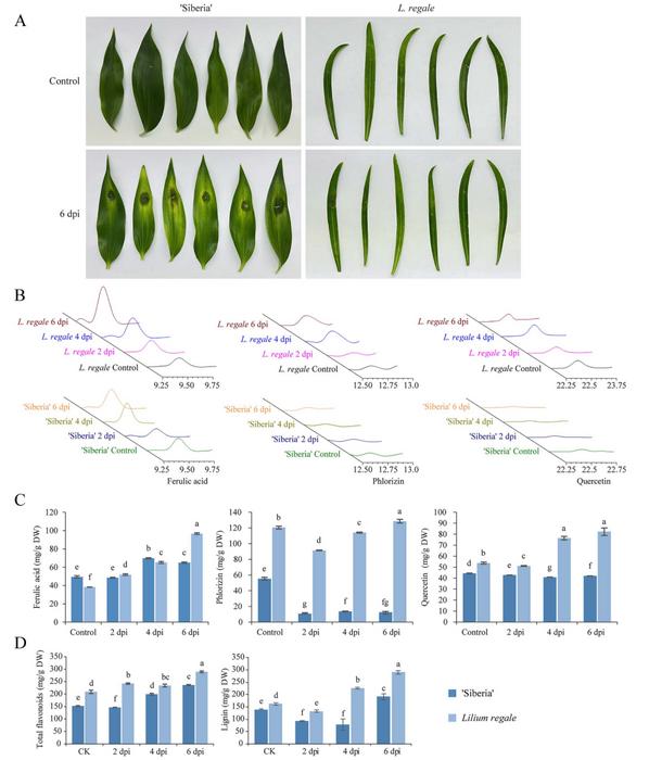 Differential Accumulation of Defense-Related Metabolites in Lilium regale and Susceptible 'Siberia' Lilies Following Fusarium oxysporum Infection.