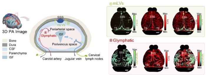 Figure 2 | Three-dimensional imaging of cerebral lymph and cerebral vessel and stratified meningeal lymphatic vessels.