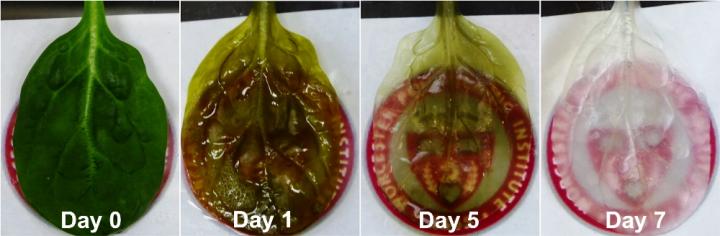 Time-lapse Sequence of Spinach Leaf Decellularization