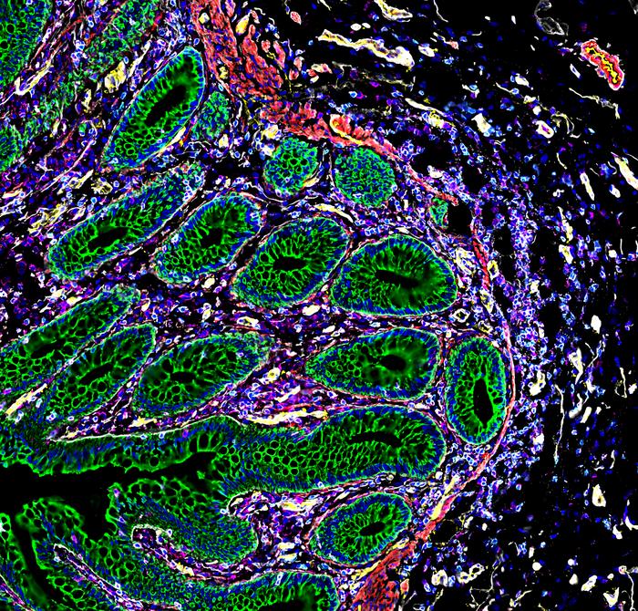 Cells of the human intestine