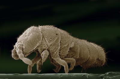 Antarctic Springtail