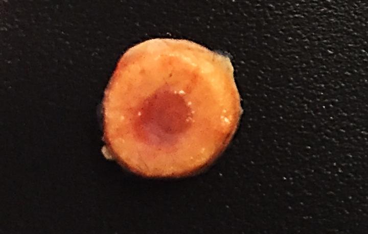 Engineered Bone Marrow