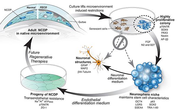 Diagram of the Role of the Adult Neural Crest-Derived Progenitor Cells in Endothelial Cell Renewal.