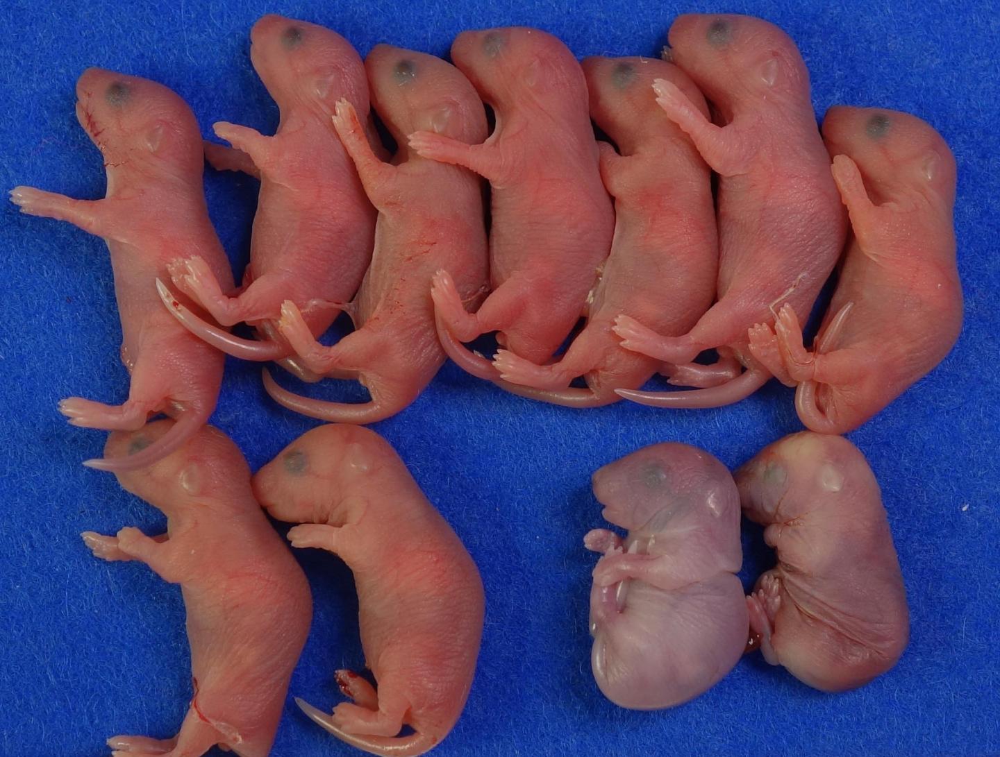 Offspring born after microinsemination using Cldn11 KO sperm generated in Cldn11 KO testis.