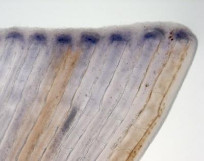 Regeneration of Zebrafish's Caudal Fin