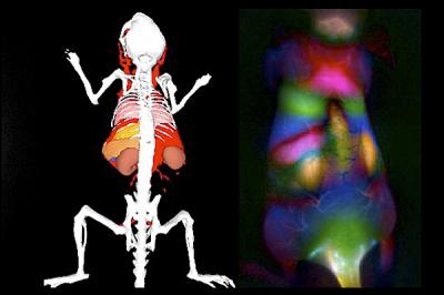 Enhanced Nanotube Rendered Mouse Organs