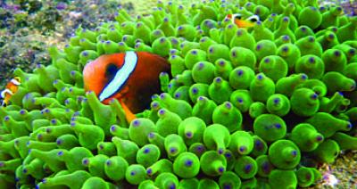 Clown Fish