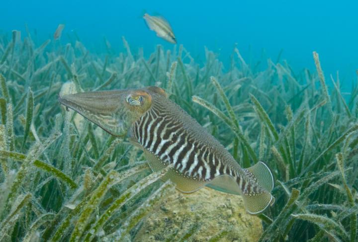 description of Sepia officinalis - Common cuttlefish