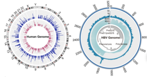Integration sites of hepatitis B virus on the human genome