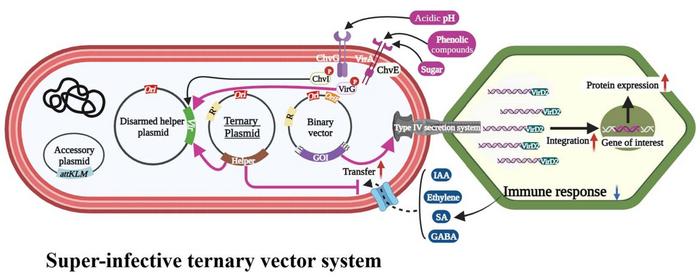 Schematic representation of super-infective ternary vector system.