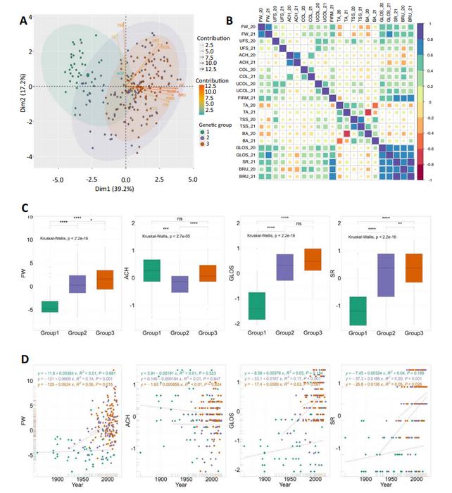 Phenotypic variations across the three genetic groups of the panel.