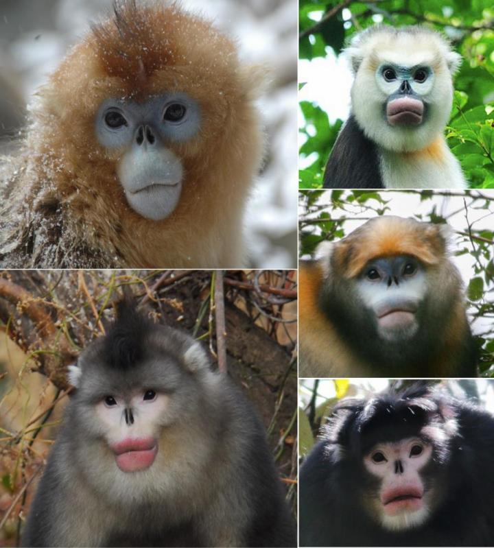 Snub-nosed monkeys: Conservation challenges i | EurekAlert!