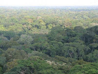 Tropical Forest in Ghana