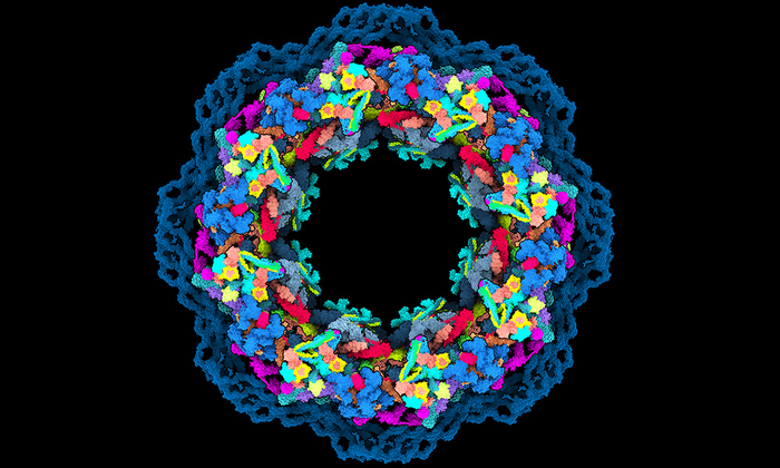 Human nuclear pore complex