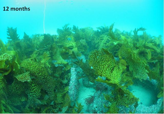 Artificial Reefs at 12 Months