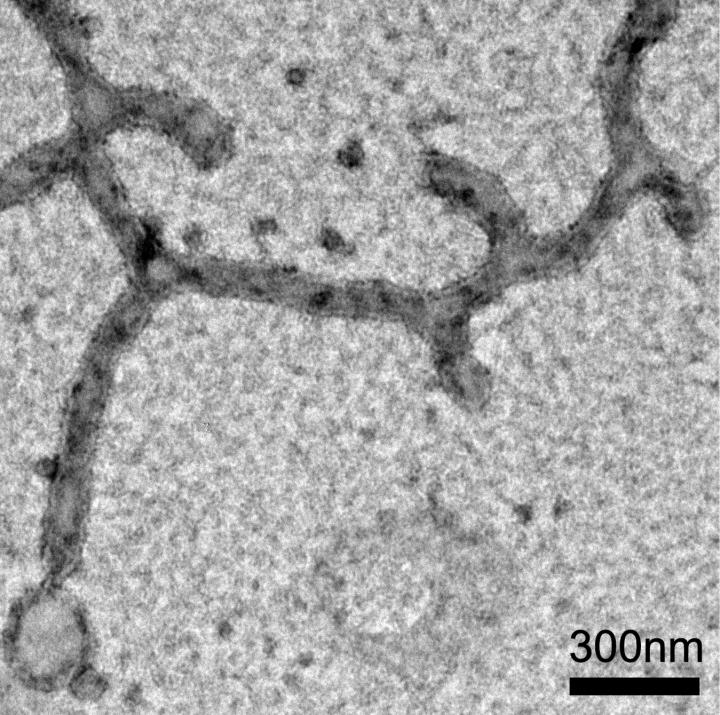 Electron Micrograph of a Test-Tube Experiment