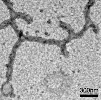 Electron Micrograph of a Test-Tube Experiment