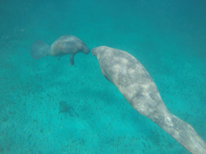 Antillean manatees