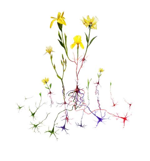 Flowering Neurons