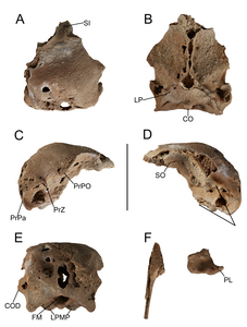 Australia’s largest eagle discovered at last | EurekAlert!