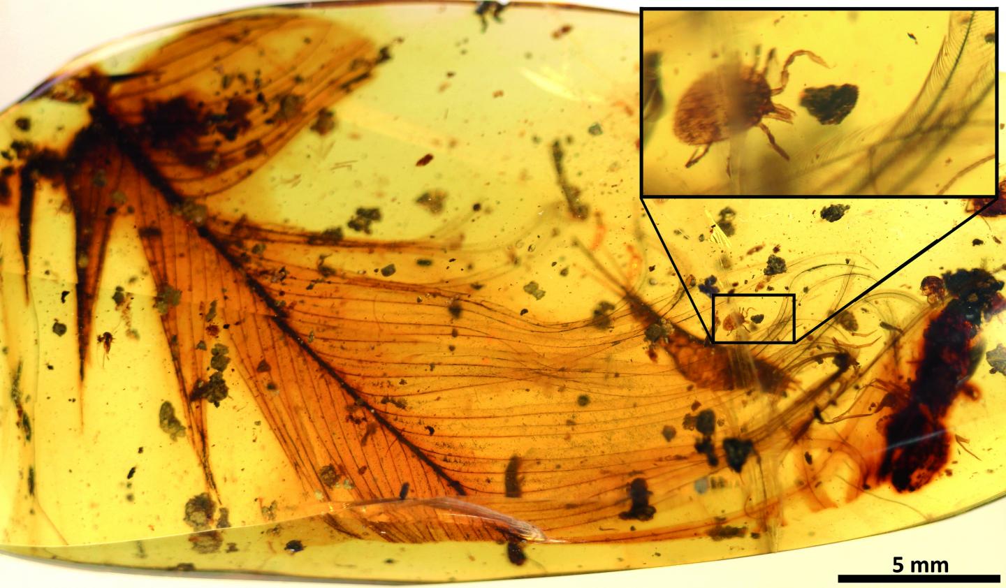 Hard tick Grasping a Dinosaur Feather Preserved in 99 Million-year-old Burmese Amber