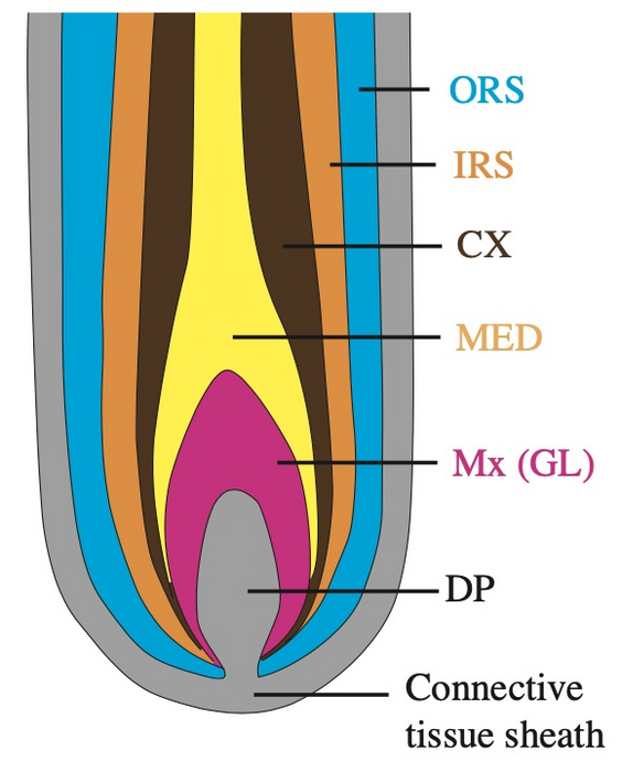 Follicle cross section