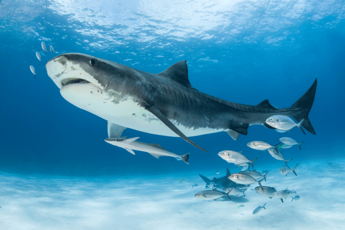 The challenges of shark fishing - Save Our Seas Foundation