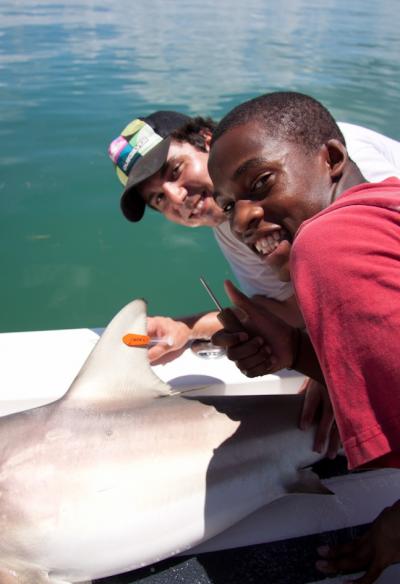 Shark Tagging with RJD