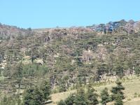Dieback of Atlas Cedar Trees in Algeria