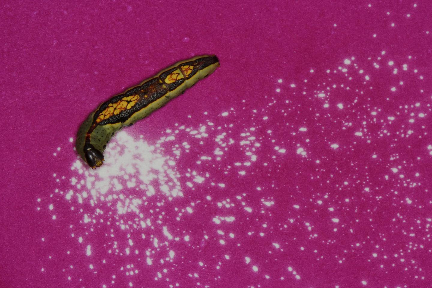 Caterpillars Turn Anti-Predator Defense against Sticky Toxic Plants