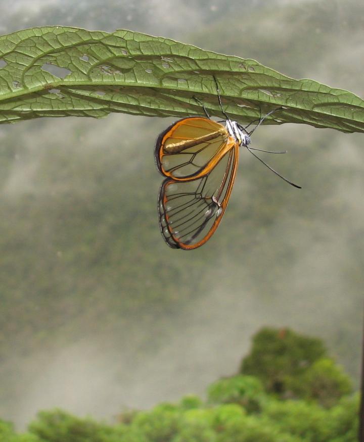 Clearwing Butterfly
