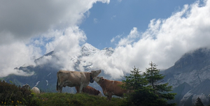 Dairy cows on alpine pasture