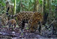 Jaguar Mother in Colombia Captured with Panthera's Camera Traps