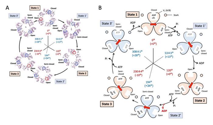 Fig. 3. ATP decomposition and rotor rotation.