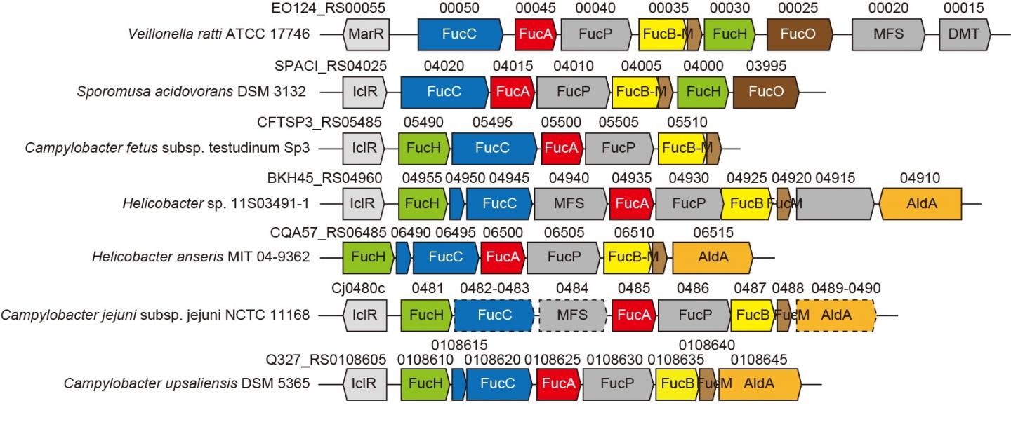 Gene Clusters Related to Novel Non-Phosphorylative L-Fucose Pathway from Anaerobic and Pathogenic Ba