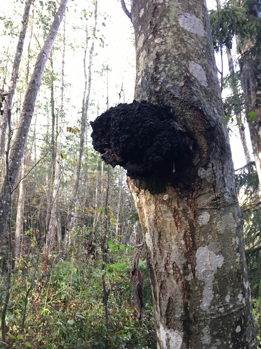 Black fungus (Inonotus obliquus) parasitizing on alder tree.