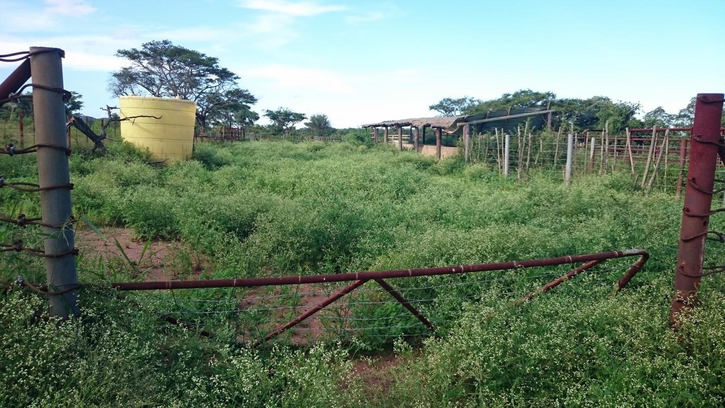 Cattle Kraal Abandoned