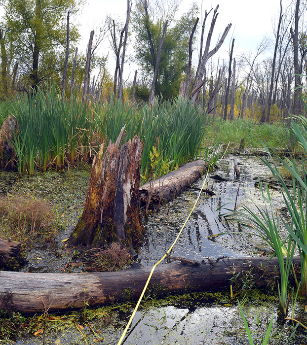 wetland with stumps and logs