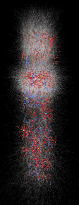 Rendering of a full-scale biophysically detailed model of a cortical column.