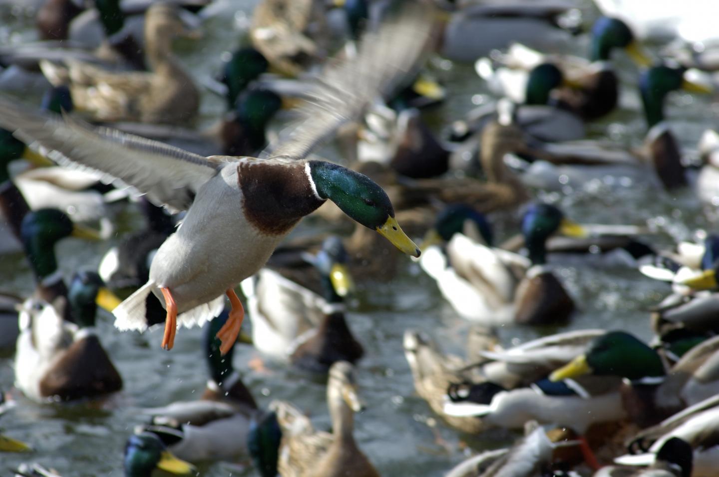 Better Insights into Drivers of Avian Flu Outbreak (1 of 1)