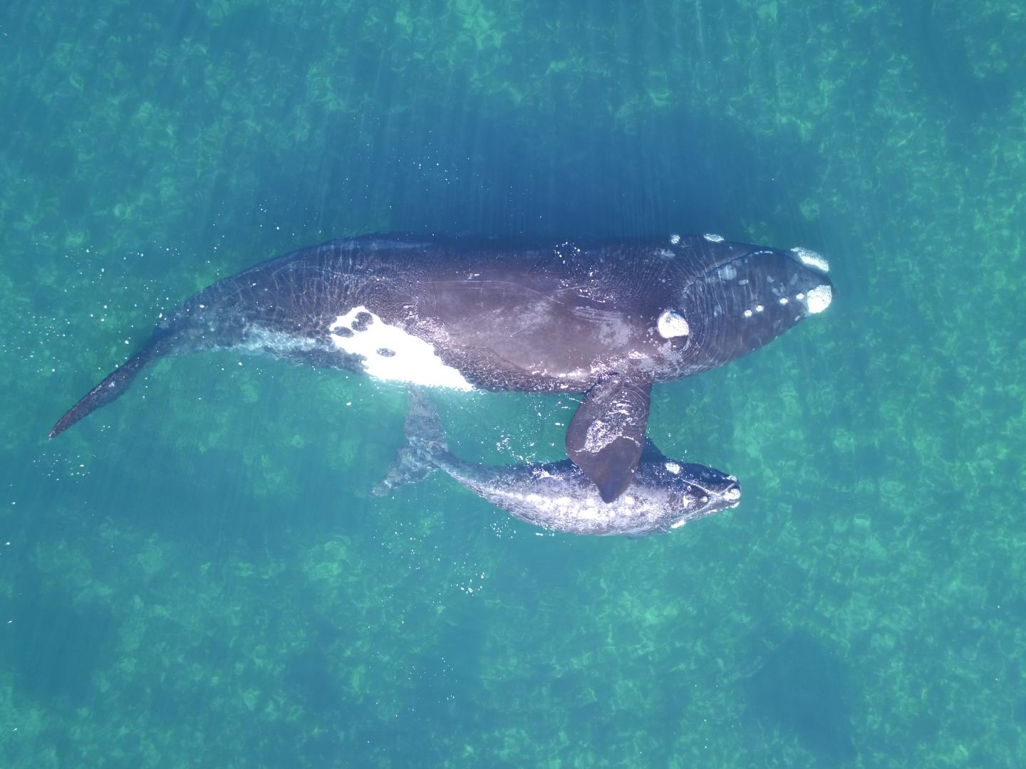 A Southern Right Whale Female Rolling on Her Side, and Exposing Her Lateral Side to the Surface